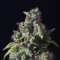 Rollex OG Kush (Devils Harvest Seeds) Cannabis-Samen