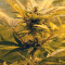 Skunk #1 Automatic (Sensi Seeds) Cannabis-Samen