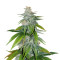 Skywalker Kush (Reserva Privada) Cannabis-Samen
