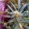 Strawberry Banana (Reserva Privada) Cannabis-Samen