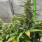 Strawberry Gum (Advanced Seeds) Cannabis-Samen