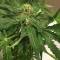 Sugar Black Rose Early Version feminisiertes Saatgut (Delicious Seeds)