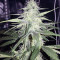 Sweet ZZ (Sweet Z) (RQS) Cannabis-Samen