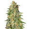 Thin Mint Crack (Seedstockers) Cannabis-Samen