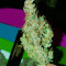 White Widow Auto (Kera Seeds) Cannabis-Samen