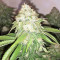 Xtreme Kush (Xtreme Seeds) Cannabis-Samen
