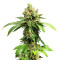 Zuri Widow (Genehtik Seeds) Cannabis-Samen