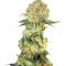 Auto Wappa (Paradise Seeds) Cannabis-Samen