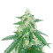 buy cheese funky skunk expert seeds
