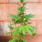 Critical Lights (Expert Seeds) Cannabis-Samen