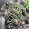 Dozy Breath feminisierte Samen (AlphaFem Seeds)