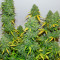 Fast & Vast Auto (Heavyweight Seeds) Cannabis-Samen