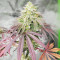 Grandaddy Banner feminisierte Samen (AlphaFem Seeds)