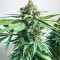 Hero Cookies feminisierte Samen (AlphaFem Seeds)