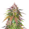 Kush Mintz feminisiertes Saatgut (Barney's Farm)