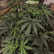 Meringue (Dutch Passion) Cannabis-Samen
