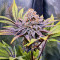 Punch Cookies feminisierte Samen (AlphaFem Seeds)