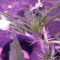 LSD Auto Cannabis-Samen Kaufen
