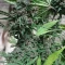 LSD-25 Auto (Fast Buds) Cannabis-Samen zu verkaufen