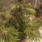 South African Kwazulu (World of Seeds) Cannabis-Samen zu verkaufen