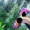 Fast & Vast Auto (Heavyweight Seeds) Cannabis-Samen zu verkaufen