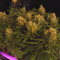 The Incredible Bulk (Dr. Krippling Seeds) Cannabis-Samen zu verkaufen