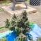 Kaufe Grandmommy Purple Samen feminisiert von Herbies Seeds