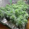 Power Plant regular (Dutch Passion) Cannabis-Samen zu verkaufen