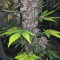 LSD-25 Auto (Fast Buds) Cannabis-Samen zu verkaufen