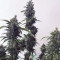 Pineapple Express Auto (Fast Buds) Cannabis-Samen zu verkaufen