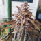 Peyote Critical (Barney's Farm) Cannabis-Samen zu verkaufen