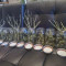 CBD Blue Shark (Barney's Farm) Cannabis-Samen zu verkaufen