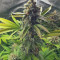 Critical Lemon (Advanced Seeds) Cannabis-Samen zu verkaufen