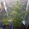 AK420 Autoflower Cannabis-Samen Kaufen