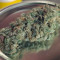 Auto Gorilla Blue Cannabis-Samen Kaufen