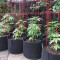 Green Crack Cannabis-Samen Kaufen