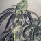 Bubba Island Kush Cannabis-Samen Kaufen