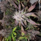 Purple Lemonade Auto Cannabis-Samen Kaufen