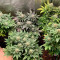 Cookies USA (Pyramid Seeds) Cannabis-Samen