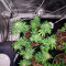 Blue Cheese Cannabis-Samen Kaufen