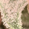 Kaufe Grandmommy Purple Samen feminisiert von Herbies Seeds