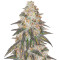 Runtz Punch feminisierte Samen (Herbies Seeds)