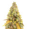 Sour Z strain