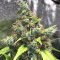 Acapulco Gold feminisiertes Saatgut (Barney's Farm)