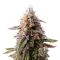 Blue Cheese (Expert Seeds) Cannabis-Samen