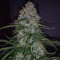 Blueberry Glue Auto (Expert Seeds) Cannabis-Samen