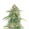 Cherry Pie Auto feminisierte Samen (Royal Queen Seeds)
