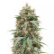 Fem Mix Pack #1 feminisiertes Saatgut von Herbies Seeds