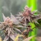 G.S. Cookies feminisierte Samen (Humboldt Seed Company)