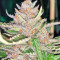 Grandaddy Purple (Big Head Seeds) Cannabis-Samen